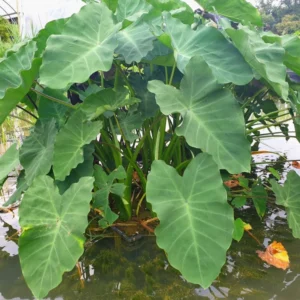 colocasia esculenta