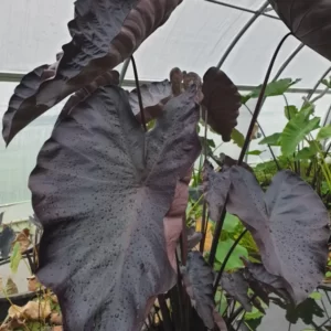 colocasia esculenta black coral