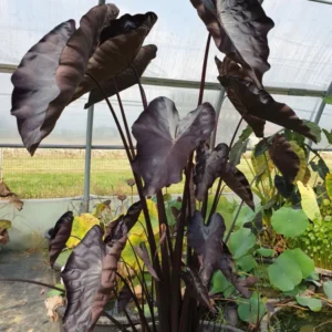 colocasia esculenta black coral