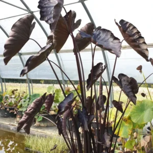 colocasia esculenta black coral