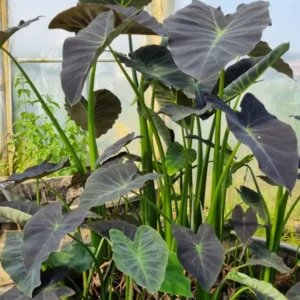 colocasia esculenta coal miner