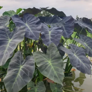 colocasia esculenta coal miner