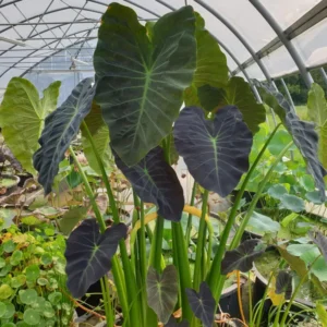 colocasia esculenta coal miner