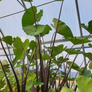 colocasia esculenta green magic