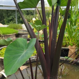 colocasia esculenta green magic