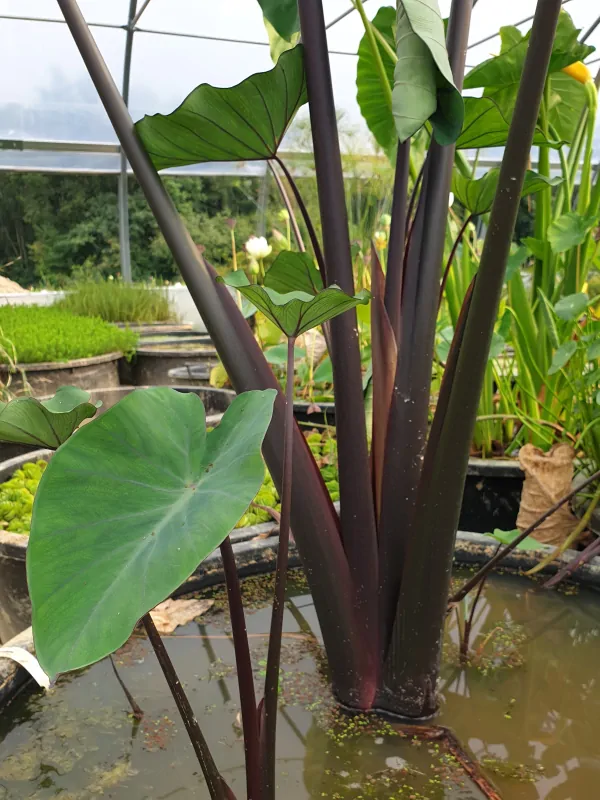 colocasia esculenta green magic