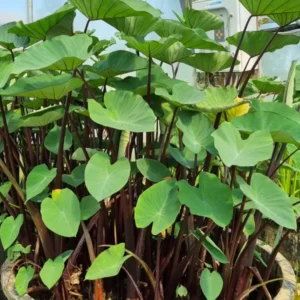 colocasia esculenta green magic