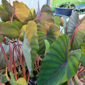 colocasia esculenta madeira