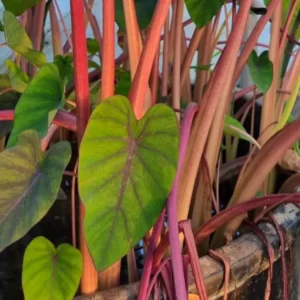 colocasia esculenta madeira