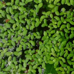 lemna minor