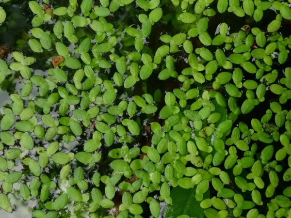 1000 Pezzi Di Lenticchia D'Acqua (Lemna) - Pianta Galleggiante Per Stagno E Acquario - Anti Alghe
