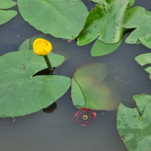 nuphar japonica rubra