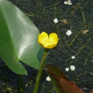 nuphar japonica rubra