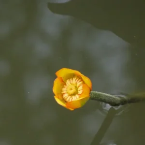 nuphar japonica rubra