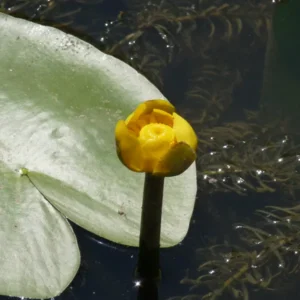 nuphar lutea