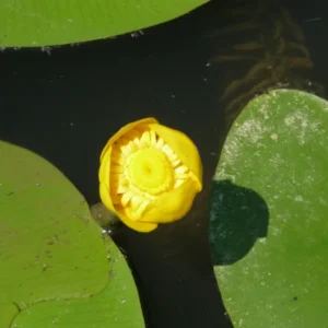 nuphar lutea