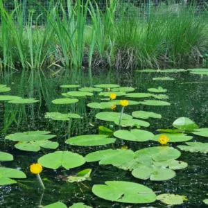 nuphar lutea