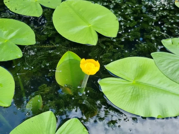 nuphar lutea