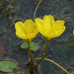 nymphoides peltata