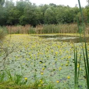 nymphoides peltata