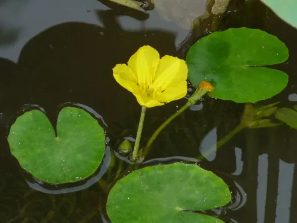 nymphoides peltata