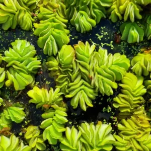 salvinia auriculata
