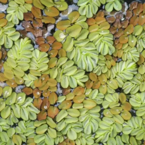 salvinia auriculata