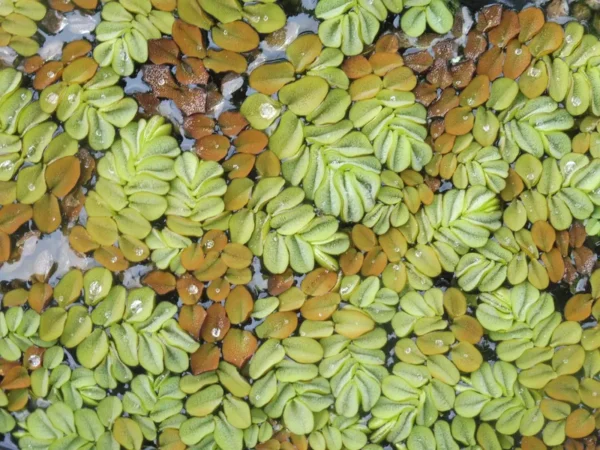 salvinia auriculata