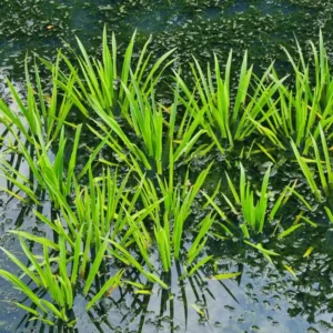stratiotes aloides