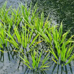 stratiotes aloides