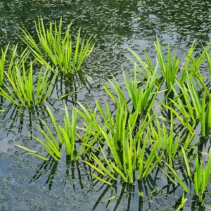 stratiotes aloides