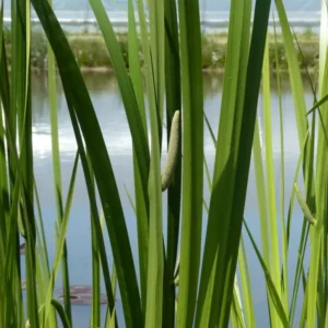 acorus calamus calamo aromatico