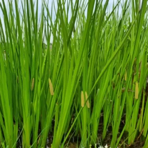 acorus calamus calamo aromatico