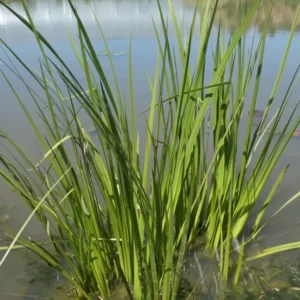 acorus calamus calamo aromatico