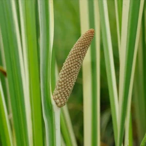 acorus calamus variegatus calamo aromatico variegato