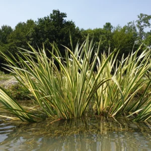 acorus calamus variegatus calamo aromatico variegato