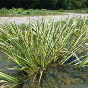 acorus calamus variegatus calamo aromatico variegato