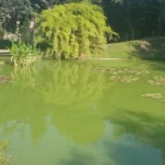 acqua verde nel laghetto