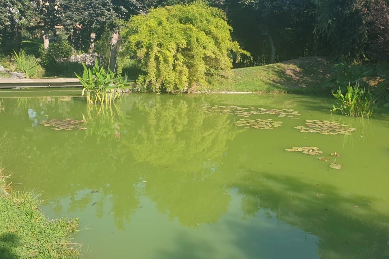 acqua verde nel laghetto