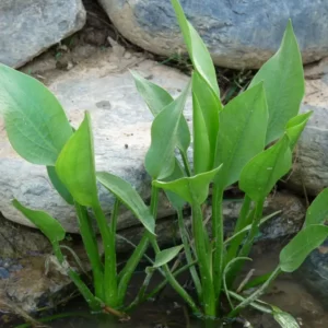 alisma plantago aquatica mestolaccia d'acqua