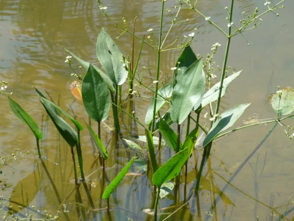 alisma plantago aquatica mestolaccia d'acqua