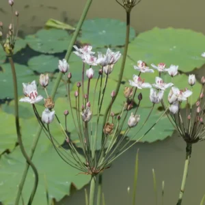 butomus umbellatus alba