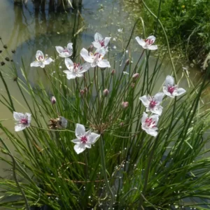 butomus umbellatus alba