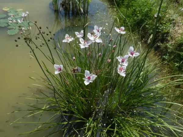 butomus umbellatus alba