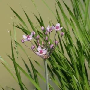 butomus umbellatus rosenrot