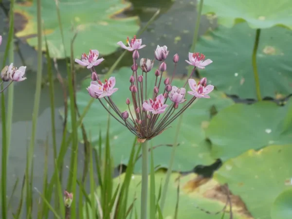 butomus umbellatus rosenrot