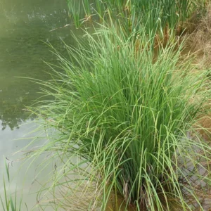 carex acutiformis