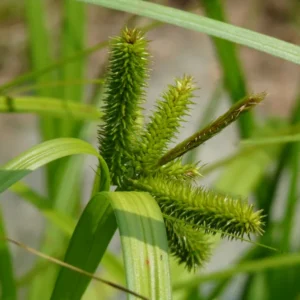 carex pseudocyperus carice falso cipero