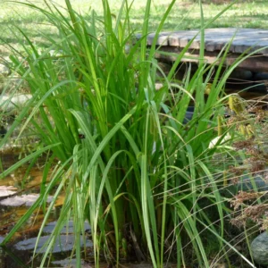 carex pseudocyperus carice falso cipero