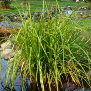 carex pseudocyperus carice falso cipero